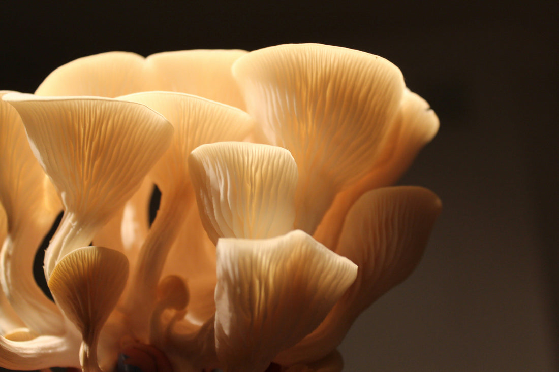 🍄 Vitalpilze – uralte Naturkraft für moderne Gesundheit